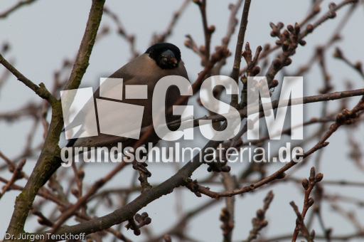 Gimpel (28 von 40).jpg